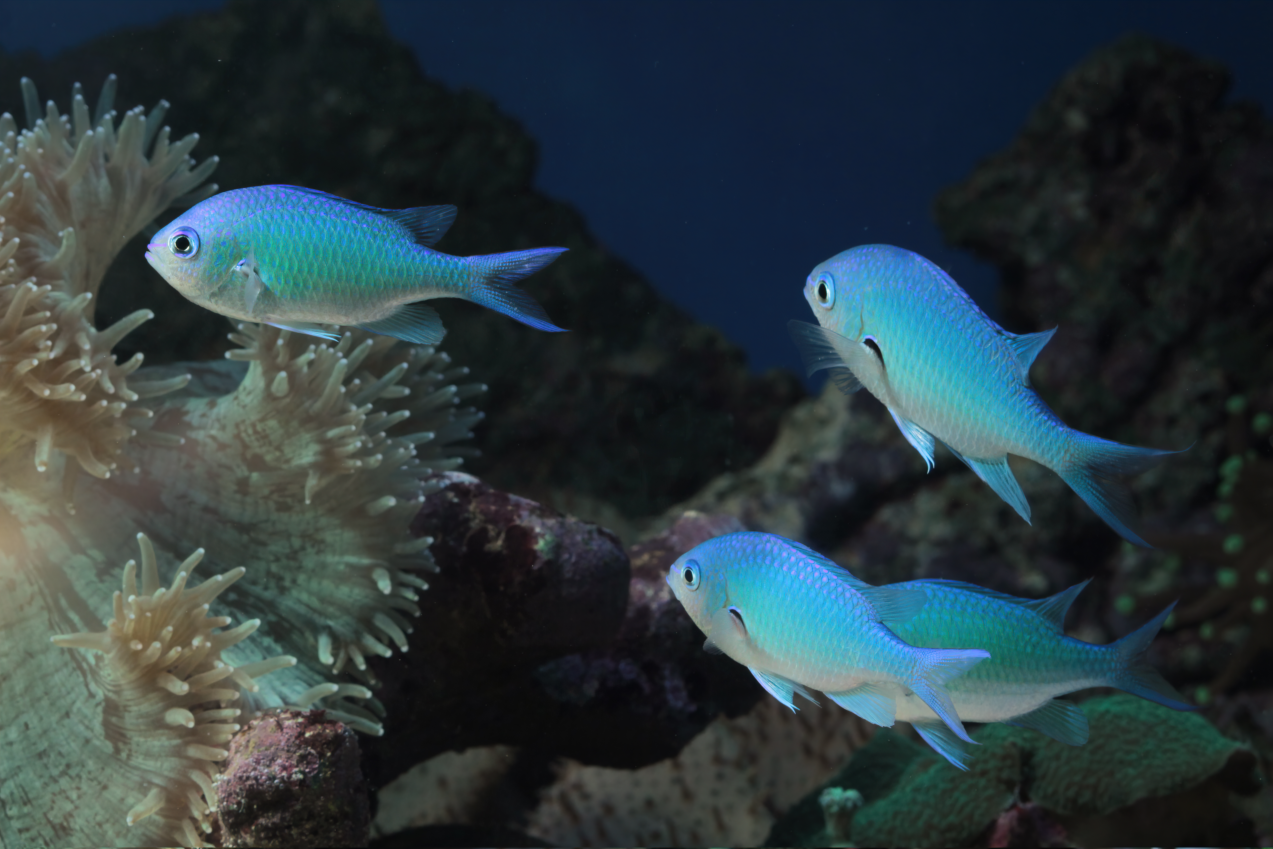 Rações para Peixes